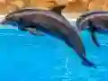 Játék Sea Dolphin Jigsaw online