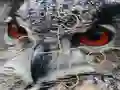 Játék Wild owl Jigsaw online