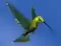 Játék Hummingbird House Escape online