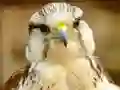 Játék Gyrfalcon Jigsaw online