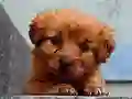 Játék Puppy Puzzle online