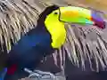 Játék Toucan Bird Jigsaw online