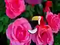 Játék Precious Rose Escape online