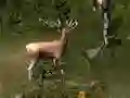 Játék Sniper Hunting Deadly Animal online