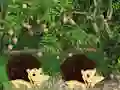 Játék Escape From Mango Farm online