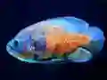 Játék Tiger Fish Jigsaw online