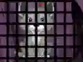 Játék Trapped Wolf Rescue online