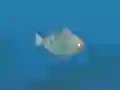 Játék Fish Companions online