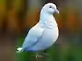 Játék Realistic Pigeon Rescue online