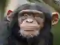 Játék Chimpanzee Jigsaw online