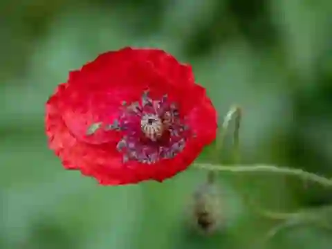 Játék Poppy Nature Flower Jigsaw online