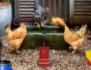 Játék Poultry Farm Easter Escape online