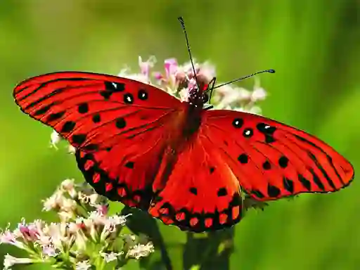 Játék Nature Jigsaw Puzzle Butterfly online