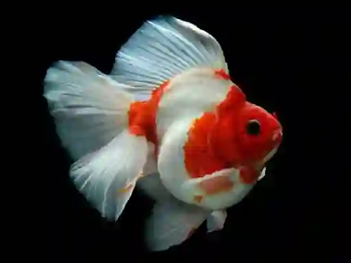 Játék Gold Fish Jigsaw Puzzle online