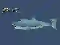 Játék Mad Shark online