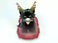 Játék Pet Sledding online