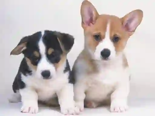 Játék Cute Puppies Puzzle online