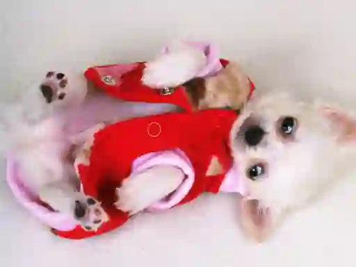 Játék Lovely Puppy Slide online