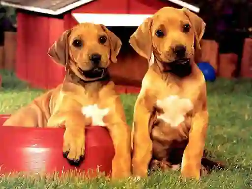 Játék Puppy Pairs Puzzle online