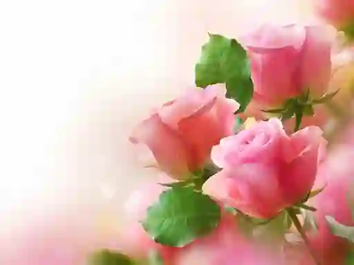 Játék Pink Roses online