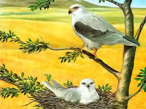 Játék Birds Of Prey Puzzle online