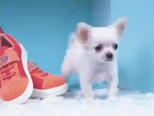Játék Lovely Puppy Puzzle online