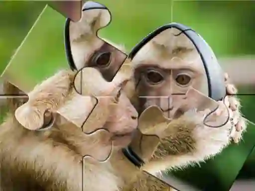 Játék Chimpanzee Jigsaw online