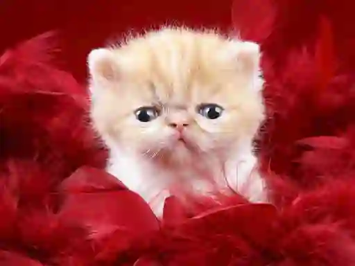 Játék Funny Kitty online