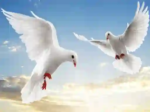 Játék Flying Birds online