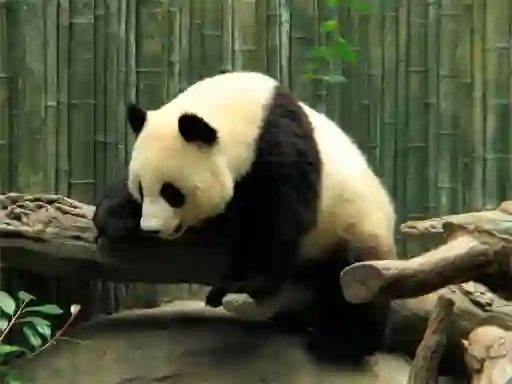 Játék Pandas Puzzle online