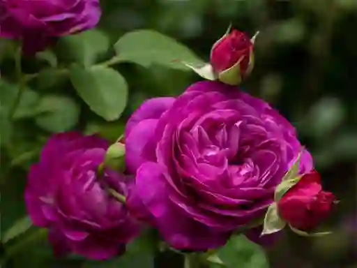 Játék Purple Roses online