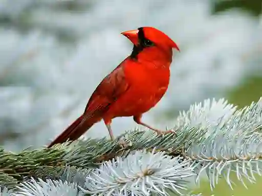 Játék Birds Puzzle online