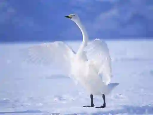 Játék Graceful Swans online