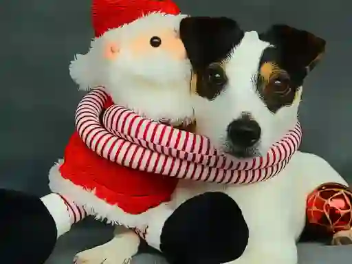 Játék Funny Christmas Dogs online