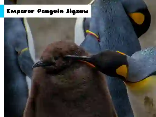 Játék Emperor Penguin Jigsaw online
