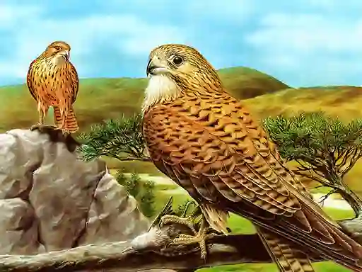 Játék Birds of Prey Slide online