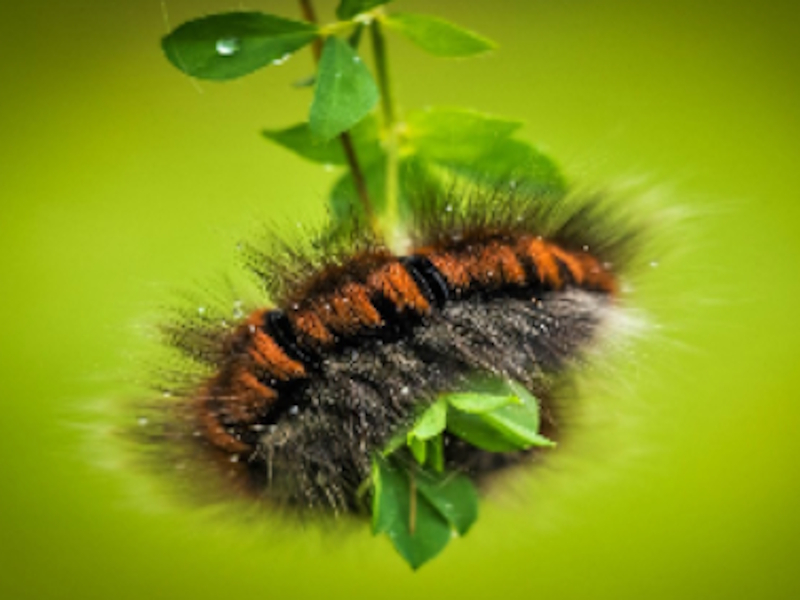 Játék Caterpillar lárva állati kirakat online