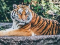 Játék Jagi Puzzle  online