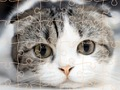 Játék Macskák Puzzle ideje  online