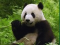 Játék Panda puzzle  online