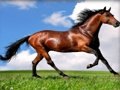 Játék Állatok puzzle lovak  online