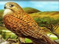 Játék Ragadozó madarak puzzle  online
