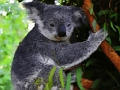 Játék Aranyos baba Koala medve  online