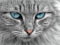 Játék Cat Eye kirakós játék  online