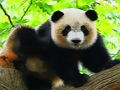 Játék Aranyos Baby Panda  online