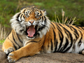 Játék Állatok Jigsaw puzzle tigris online