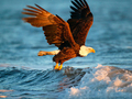 Játék Állatok Jigsaw Puzzle Eagle  online