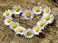 Játék Daisy Heart kirakós játék  online