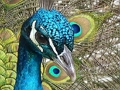 Játék Puzzle készlet  online