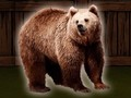 Játék Mentsd meg a Grizzly Bear-t  online